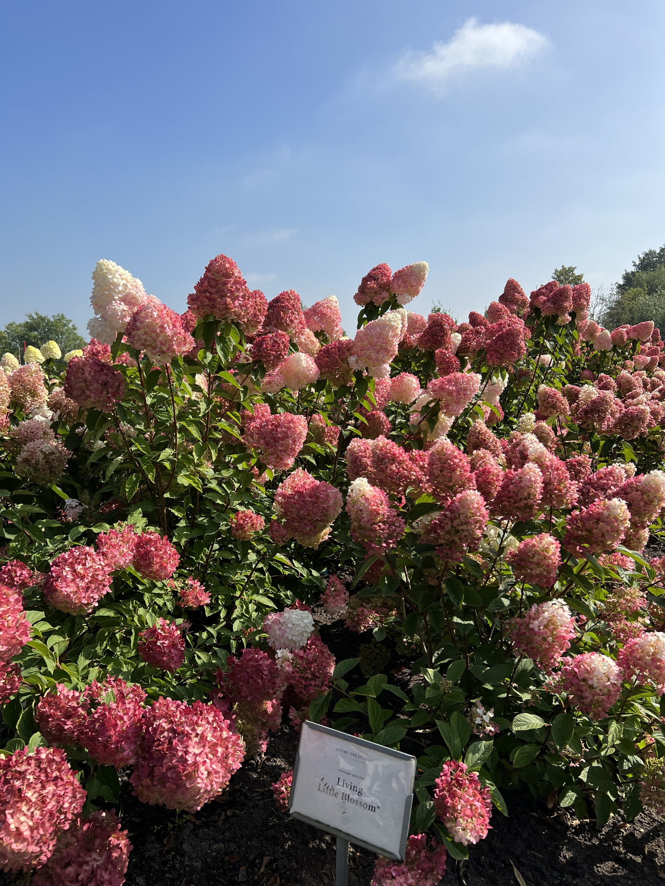Ortensie rosa e bianche in fiore all’aperto