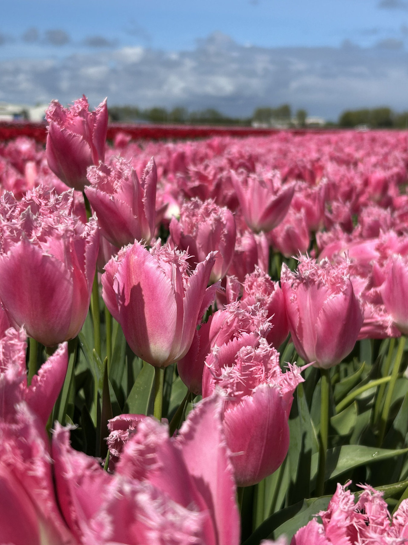 Tulipani rosa sfrangiati in fiore in un campo