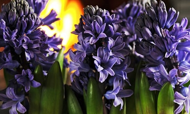 Double-Flowering Hyacinths