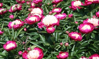 early flowering peonies