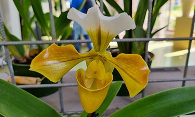 Eurychone Orchids
