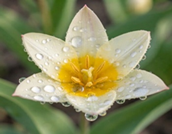 DUTCH-BULBS.COM