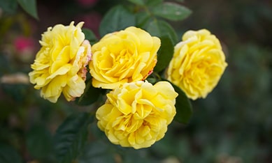 Floribunda-Rosen Containerpflanzen kaufen