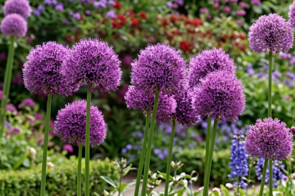 riesen allium zwiebeln kaufen