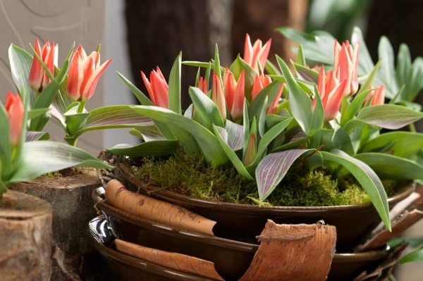 greigii tulpenzwiebeln kaufen