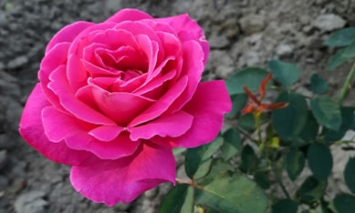 Hybrid Tea Roses order Holland Hybrid Tea Rose bulbs, buy Hybrid Tea Rose bulbs online