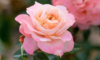 Hybrid Tea Roses order Holland Hybrid Tea Rose bulbs, buy Hybrid Tea Rose bulbs online