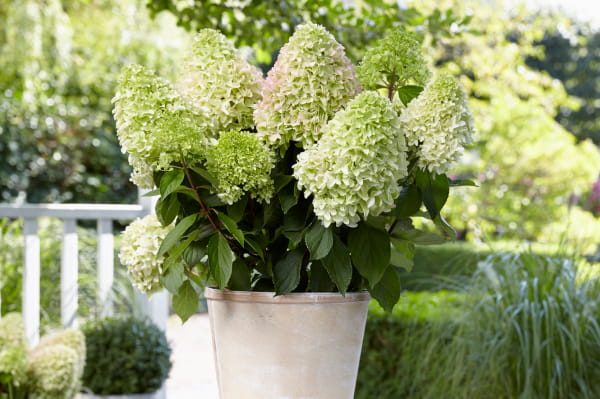 Hydrangea paniculata Pflanze kaufen