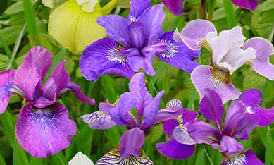 Iris Siberian buy Holland Iris Siberian, order Iris Siberian online