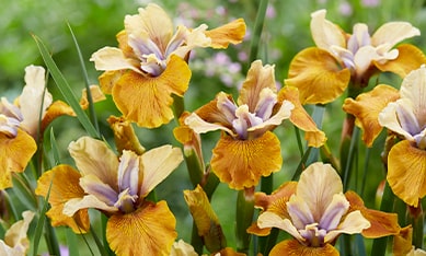 Iris Siberian buy Holland Iris Siberian, order Iris Siberian online