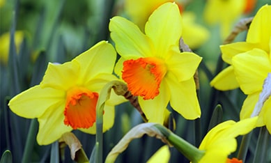 Large-Cupped Daffodils and Narcissus