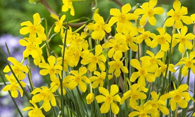 Miniature Daffodils and Narcissus