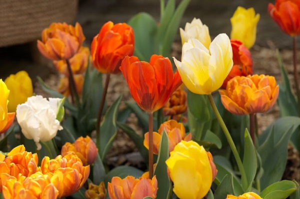 multiflora tulpenzwiebeln kaufen deutschland 