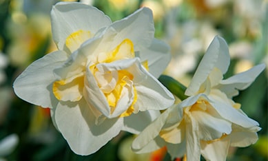 Multi-Headed Daffodils and Narcissus
