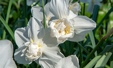Orchid Flowering Daffodils and Narcissus