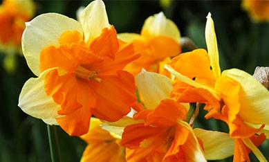 Papillon Daffodils and Narcissus