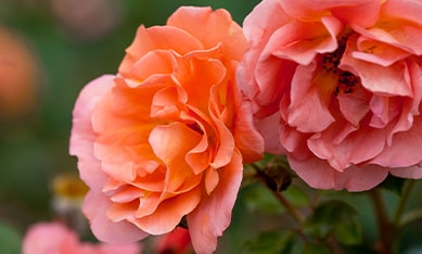 Park Roses Parkrosen wurzelnackt kaufen