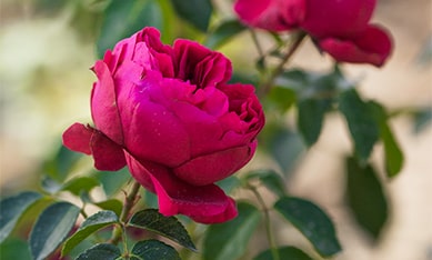 Park Roses Parkrosen Pflanzen Großpackung