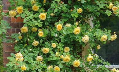 Perpetual Roses order Perpetual Rose bulbs online, buy Perpetual Rose bulbs from Holland