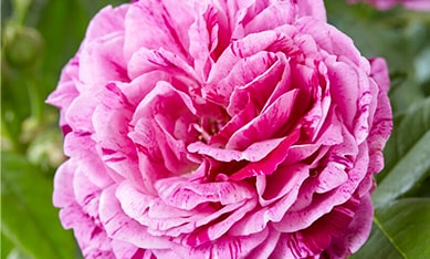 Perpetual Roses order Perpetual Rose bulbs online, buy Perpetual Rose bulbs from Holland