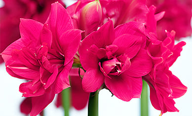 the Netherlands pink Amaryllis, Holland pink Amaryllis