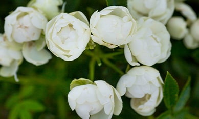 Polyanthus Roses order Polyanthus Rose bulbs online, buy Polyanthus Rose bulbs from Holland