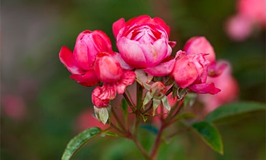 Polyanthus Roses order Polyanthus Rose bulbs online, buy Polyanthus Rose bulbs from Holland