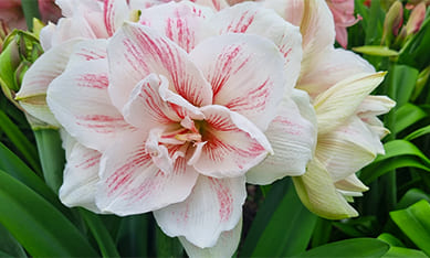 potted amaryllis bulbs for sale, the Netherlands potted amaryllis bulbs