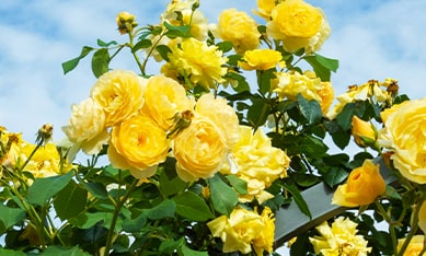 order Shrub Rose bulbs online, buy Shrub Rose bulbs from Holland