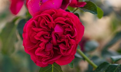 order Shrub Rose bulbs online, buy Shrub Rose bulbs from Holland
