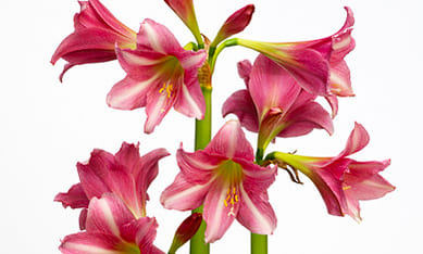 small flowering Amaryllis for sale, The Netherlands small flowering Amaryllis