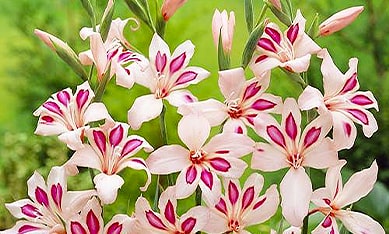 Bulbos de gladiolos con flores pequeños de Holanda, Bulbos de gladiolos con flores pequeños holandeses
