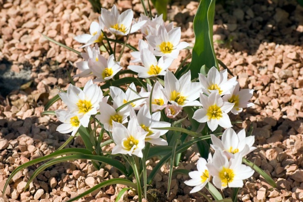 Arten-Tulpen spezies tulpen zwiebeln