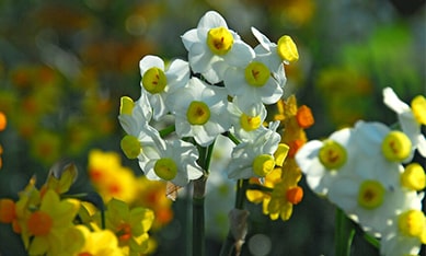 Tazetta Daffodils and Narcissus