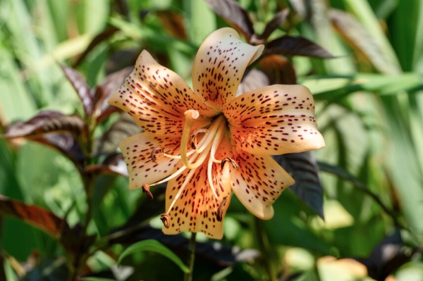 Tigerlilienzwiebeln im Großhandel kaufen-«1 width=