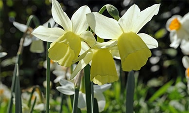 Triandrus Daffodils and Narcissus