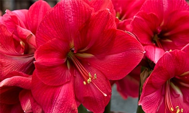 Amaryllis im glas