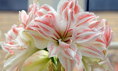 Wachs amaryllis